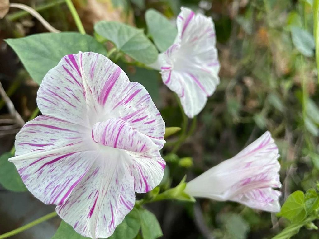 Morning Glory