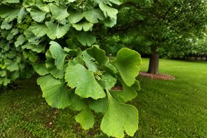 Ginkgo biloba leaves
