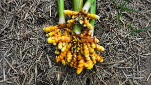 turmeric
