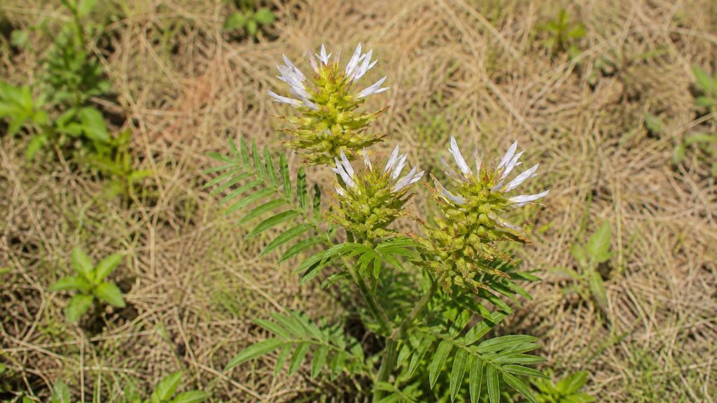Licorice Root