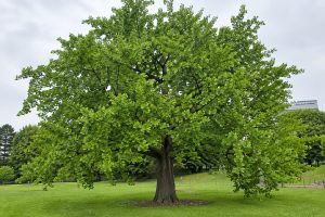 Ginkgo biloba tree