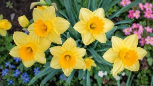 Daffodils Flowers