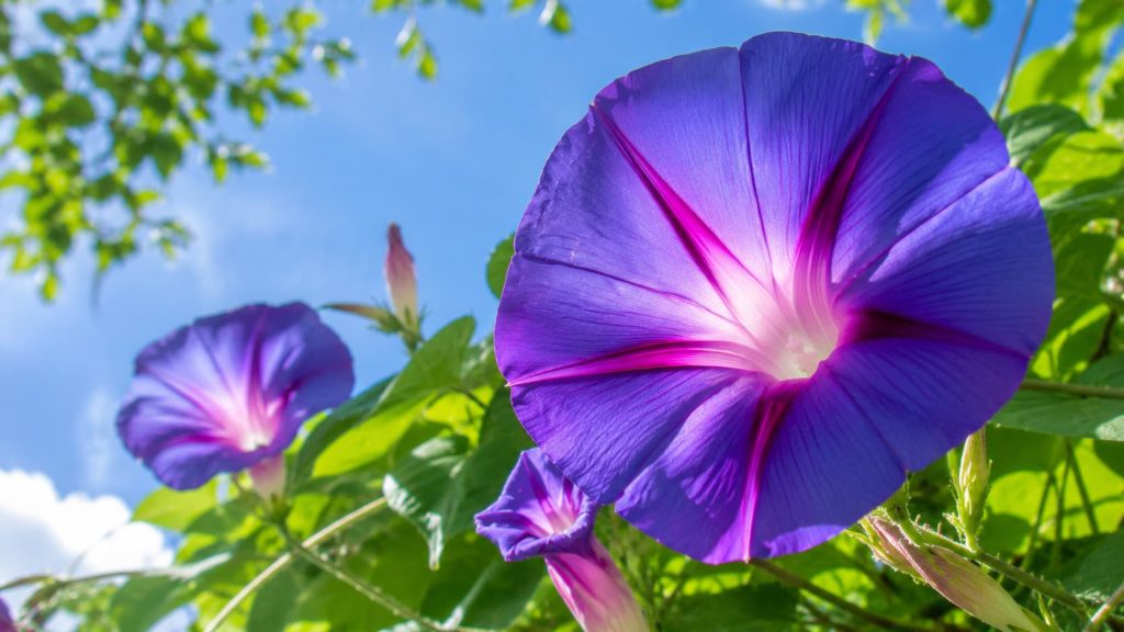 Morning glory