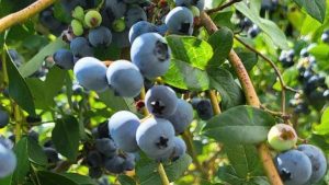 Image showing how to help a blueberry bush produce more fruit.