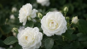 White Roses