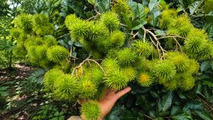 green rambutan