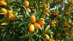 Nagami Kumquat Trees