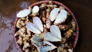 This is green turmeric, which is also called black turmeric in some places.