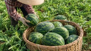 Watermelon