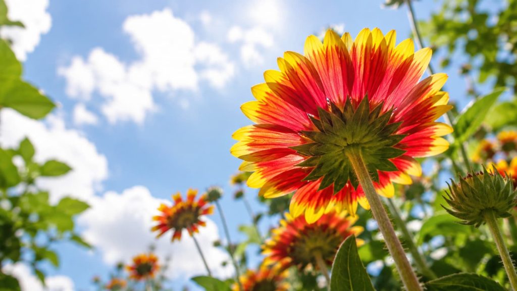 blanket flower