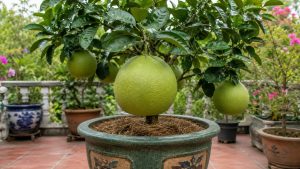 Pomelo: How to Grow