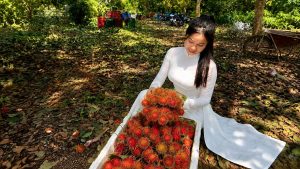 Harvesting and Storing Rambutan