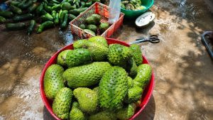 Harvesting soursop fruit