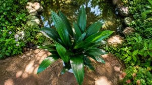 Cast Iron Plant