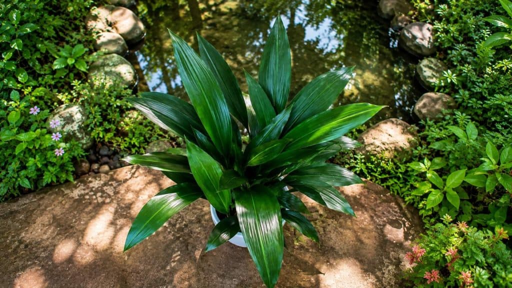Cast Iron Plant