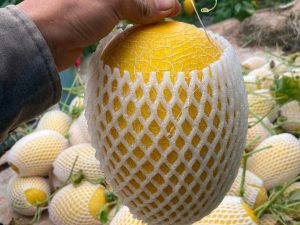 Better Care Tips for Higher Cantaloupe Yields