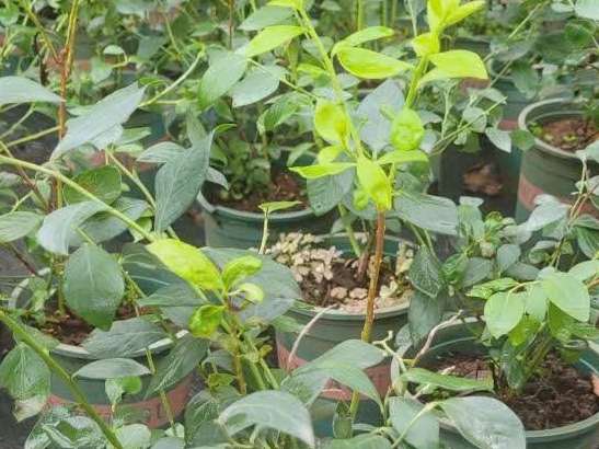 Image of a blueberry bush not producing fruit.