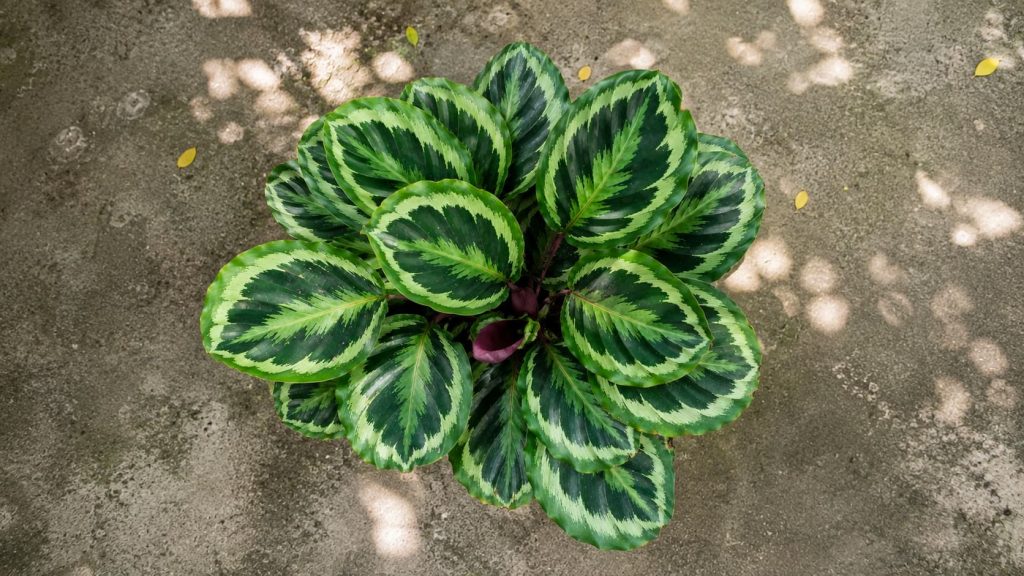Calathea Plant