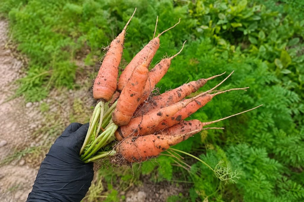 Carrots harvested fresh from an organic farm, with naturally grown roots, crisp texture, and wholesome flavor.
