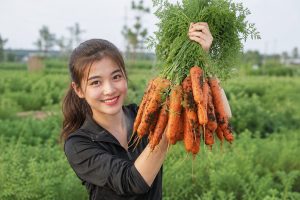 Fresh organic carrots harvested from a farm