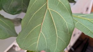 Common Fiddle Leaf Fig Pests and Diseases