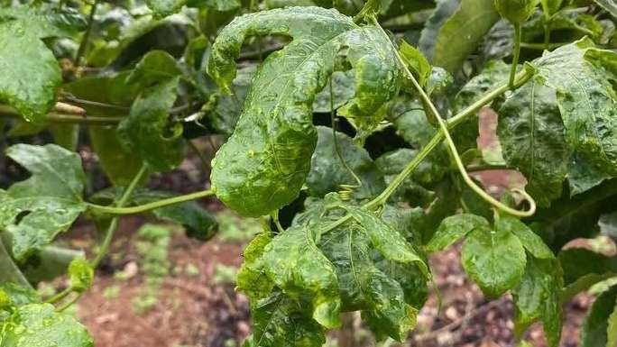 Common Passion Fruit Diseases During the Rainy Season