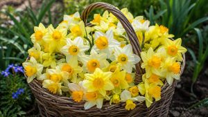 Daffodils Flowers