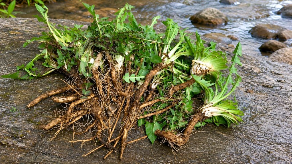 Dandelion Root