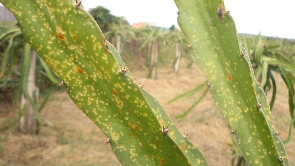 Dragon fruit showing disease damage