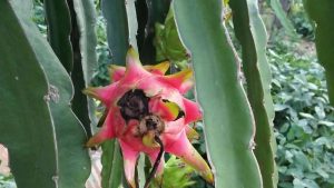 White spots and brown lesions on the stems of a dragon fruit plant