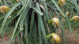 Close-up of a dragon fruit stem with small white spots