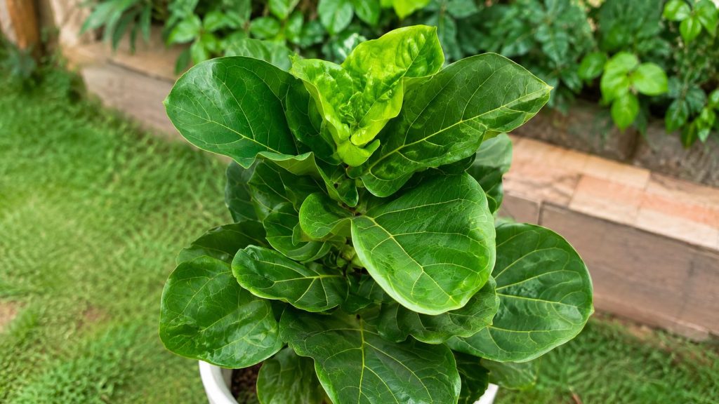 Fiddle Leaf Fig