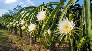 How to Hand Pollinate Dragon Fruit