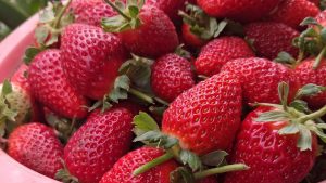 How to Make Strawberry Plants Produce More and Bigger Fruit
