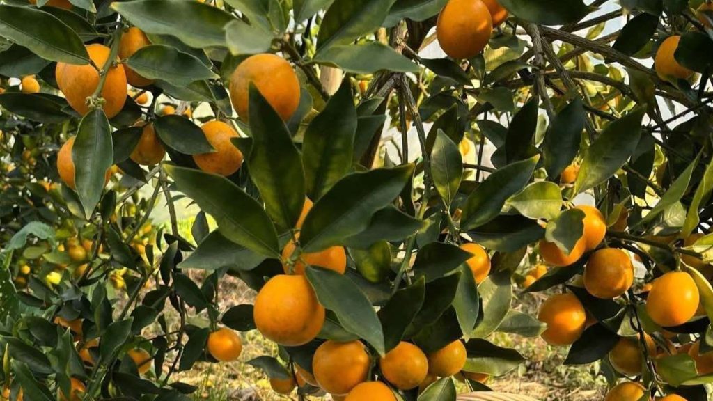 Image of a kumquat