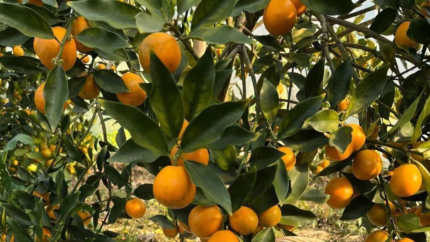 Image of a kumquat