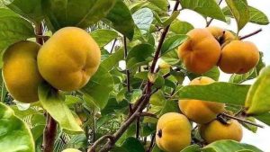 Images of Persimmon