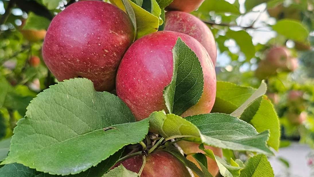 Images of apples