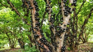 Jaboticaba