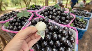 Jaboticaba