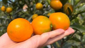 Kumquats