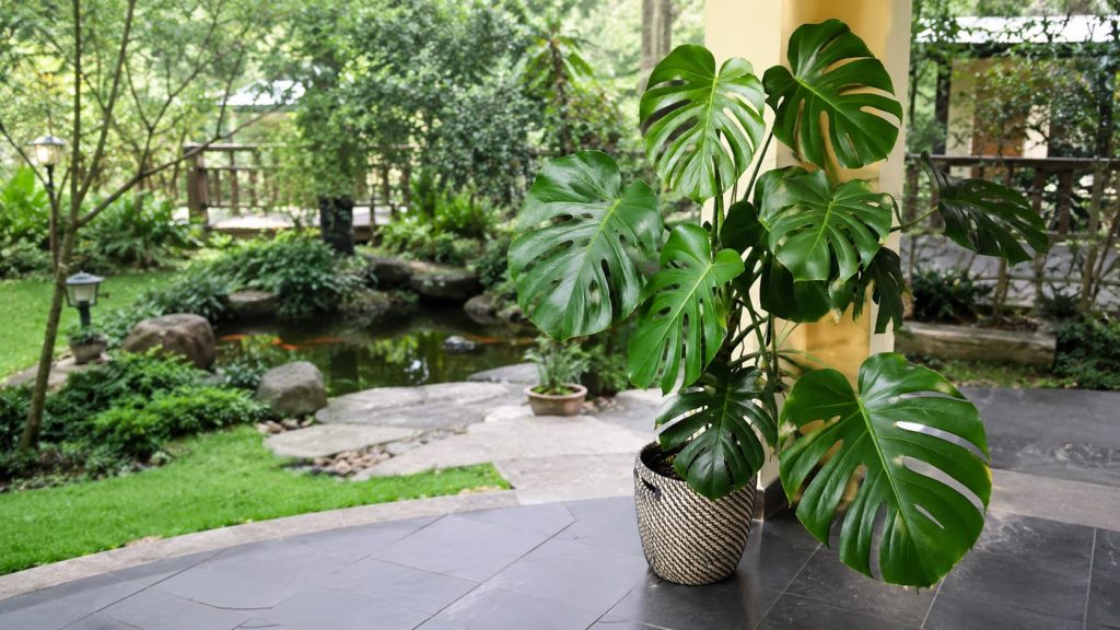 Monstera Plant