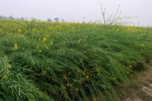 Mustard Seeds