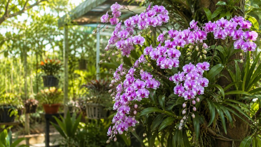 Orchids