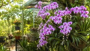 Orchids