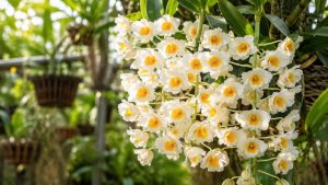 Orchids