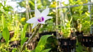 Orchids