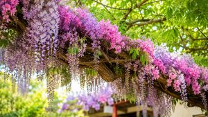 Orchids