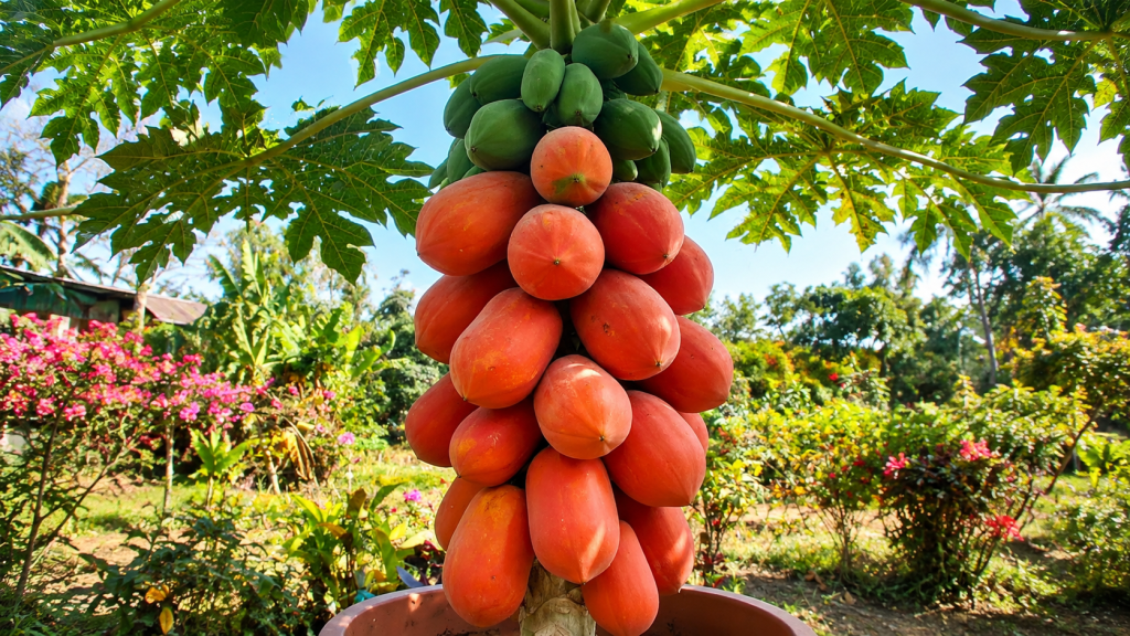 Papaya Fruit (2)