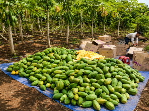 Papaya Fruit (5)